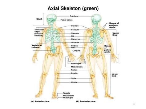 pictures  axial skeleton