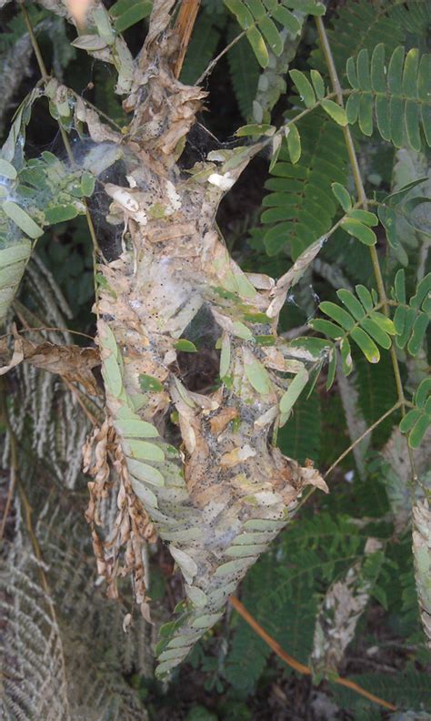 mimosa webworm ecoipm