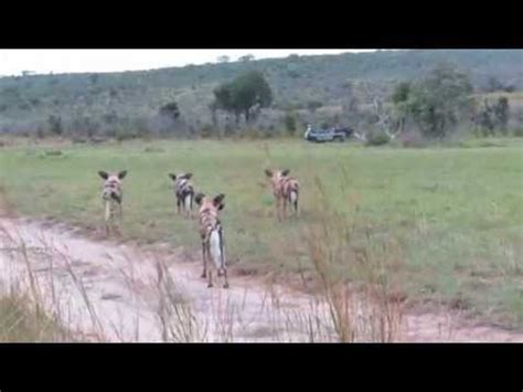 african wild dogs  zebra youtube