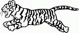 Coloring Tigre Bengala 1519 19kb sketch template