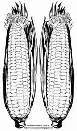 Corn Coloring Husk Ears Husks Sheet Kernels Vegetables Cob Description Food sketch template