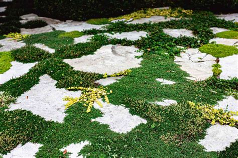 ground cover plants shade