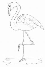 Flamingo Drawing Outline Painting Coloring Simple Print Flamingos Draw Pattern Justpaintitblog Pages Friday Paint Color Pink Kids Template Decor Printable sketch template
