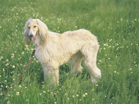 large dog breeds top big dogs list  pictures
