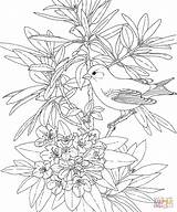 Goldfinch State Rhododendron Coloringhome Idaho Eastern Designlooter sketch template