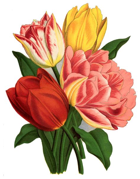tulip images  graphics fairy