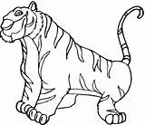 Coloring Pages Zoo Tiger Animal Animals Printable Tigres Color Kids Print Face Colouring Cubs Para Cub Colorear Drawing Preschool Tigers sketch template