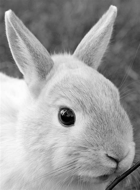 news cute rabbit survey uncovers  popular bunny face university