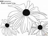Eyed Susan Coloring Drawing Pages Drawings Flower Printable 1455 03kb Paintingvalley Categories sketch template