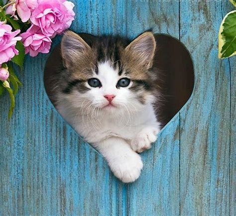 Blue Wood Cute Heart Shape Kitten Image 673958 On