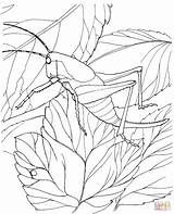 Coloring Locust Pages Grasshopper Clipart Printable Tree Color Super Drawing sketch template