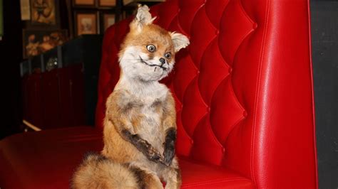 russia s latest internet star the stoned fox