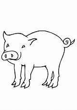 Ferkel Ausmalbilder Bauernhof Ausmalen Schweine Tiere Malvorlagen Zaun Dein sketch template