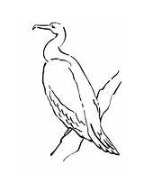 Cormorant Coloring Pages Phalacrocoracidae sketch template