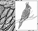 Zentangle Coloring Animal Bird Colouring Sheet Parrot sketch template