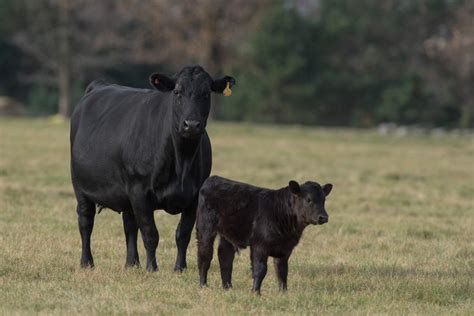 calves     proper start alberta farmer express