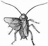 Cockroach Clipart Cockroaches Etc Roach Skeleton Small Cliparts Wikiclipart Library Clip Clipground Original Large sketch template