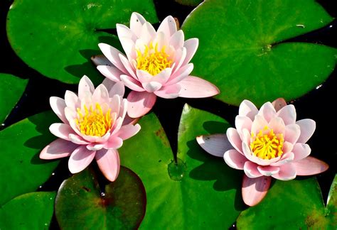 lily pad lilies flower  photo  pixabay pixabay