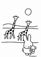 Nijntje Giraffen Pinkelotje Dierentuin Miffy Pluis Kinderboerderij Dieren Snoopy Konijn sketch template