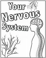 Nervous System Coloring Worksheet Brain Color Kids Pages Human Body Grade Systems Central Sketch Worksheets Labeling Nerves Printable Third Getcolorings sketch template