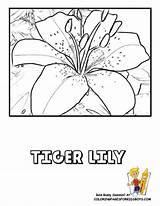 Tiger Lily Coloring 792px 29kb sketch template