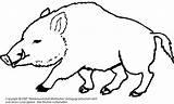 Wildschwein Ausmalen Waldtiere Malvorlagen Wildschweine Medienwerkstatt Ausmalbild Zeichnen Onlycoloringpages sketch template