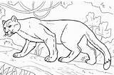 Coloring Disegni Bestcoloringpagesforkids Lion sketch template