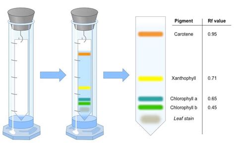 chromatography paper chromatography thin layer chromatography teaching chemistry