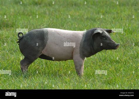 swabian hall swine juvenile sow standing  grass germany stock photo