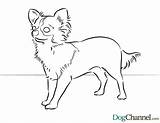 Chihuahua Coloring Pages Dog Color Chiwawa Puppies Puppy Chihuahuas Colouring Printable Pound Bing Animal Kids Pug Popular Cat Animals Coloringhome sketch template