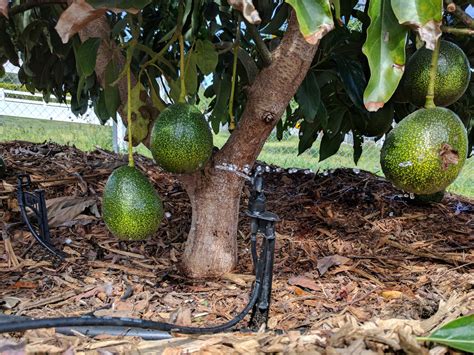 Do Avocado Trees Need A Lot Of Water Greg Alders Yard Posts