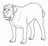 Mastiff Cani Bulldog Stilizzati Bulldogs Ausmalbild Mastino sketch template