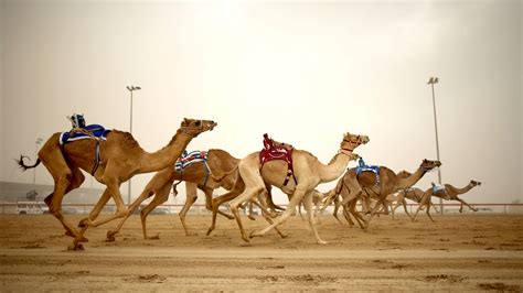 dubai camel racing club sports review condé nast traveler