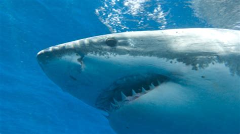 toeriste gebeten door haai bij canarische eilanden rtl nieuws