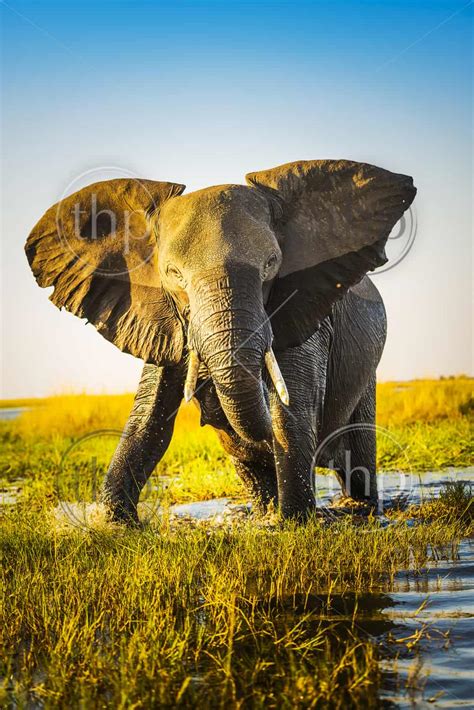 elephant  wet  sunset light  africa  ready  charge thpstock