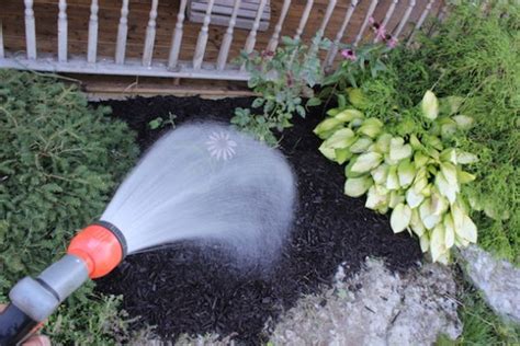 Watering Your Plants How Often When To Do It And 10 Things To Know