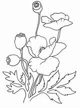 Anzac Poppies Coloringhome Remebrance sketch template