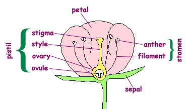 flower parts parts   flower