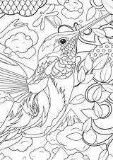 Coloring Pages Adults Animal Kids Humminbird sketch template