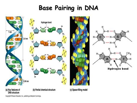 Ppt Base Pairing In Dna Powerpoint Presentation Free
