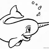 Narwhals Narwhal Cute sketch template