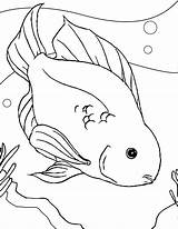 Fish Parrot Coloring Color Pages Printable Drawing Sheet Ferret Betta Freshwater Bowl Bluegill Footed Goldfish Getcolorings Template Kids Colour Getdrawings sketch template