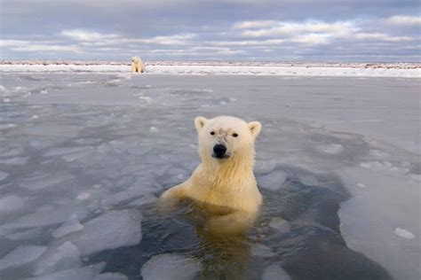 Canada Creates Two Ocean Sanctuaries For Endangered Arctic