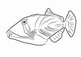 Triggerfish Trigger Lagoon Pesce Balestra Drawingtutorials101 Fishes sketch template