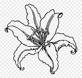 Lily Stargazer Outline Flower Coloring Group Sketch Transparent Clipart Paintingvalley sketch template