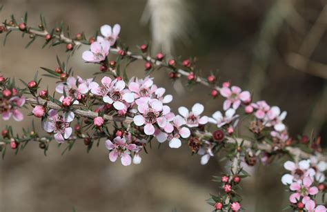 leptospermum pink cascade leptospermum pink cascade  tree