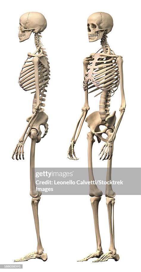 anatomy  male human skeleton side view  perspective view high res