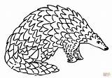 Pangolin Coloring Drawing Pages Giant Printable Learning Drawings Supercoloring Getdrawings Categories sketch template