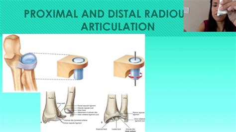 forearm ulna  radius proximal  distal radioulnar joints