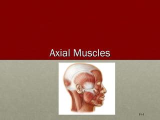 axial muscles